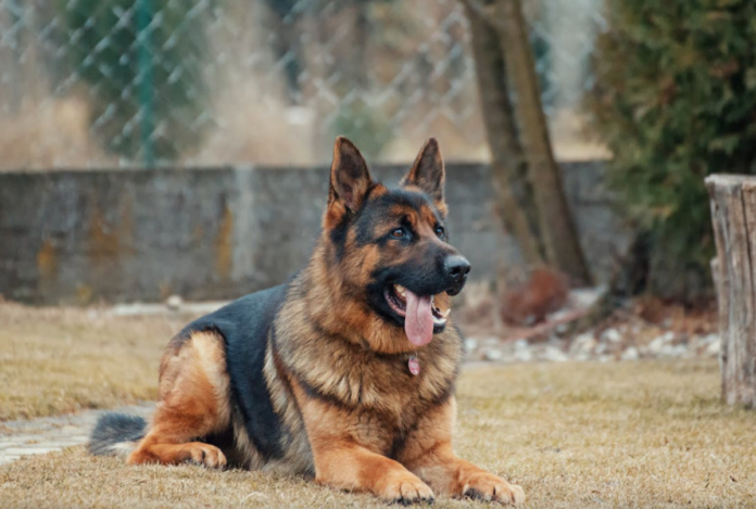 Avoid These Mistakes When Leaving Your Dog at a Pet Daycare for a Week